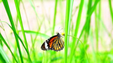  HD 1080p 250 fps ağır çekim Tayland güzel kelebeği çayır çiçekleri doğa