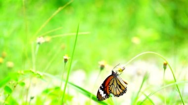 HD 1080p 250 fps ağır çekim Tayland güzel kelebeği çayır çiçekleri doğa