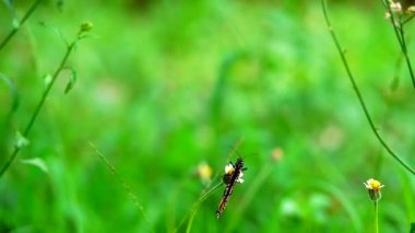  HD 1080p 250 fps ağır çekim Tayland güzel kelebeği çayır çiçekleri doğa