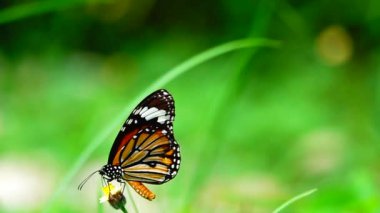  HD 1080p 250 fps ağır çekim Tayland güzel kelebeği çayır çiçekleri doğa