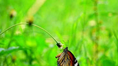  HD 1080p 250 fps ağır çekim Tayland güzel kelebeği çayır çiçekleri doğa