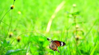  HD 1080p 250 fps ağır çekim Tayland güzel kelebeği çayır çiçekleri doğa