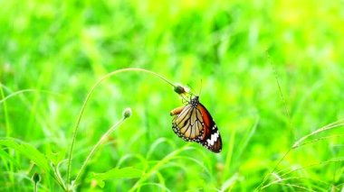  HD 1080p 250 fps ağır çekim Tayland güzel kelebeği çayır çiçekleri doğa