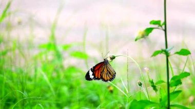  HD 1080p 250 fps ağır çekim Tayland güzel kelebeği çayır çiçekleri doğa
