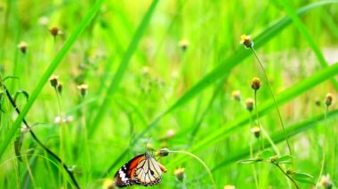  HD 1080p 250 fps ağır çekim Tayland güzel kelebeği çayır çiçekleri doğa