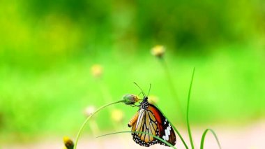  HD 1080p 250 fps ağır çekim Tayland güzel kelebeği çayır çiçekleri doğa