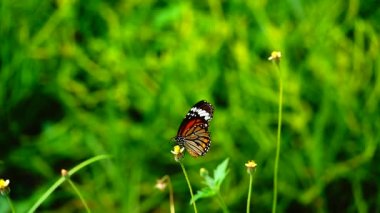  HD 1080p 250 fps ağır çekim Tayland güzel kelebeği çayır çiçekleri doğa