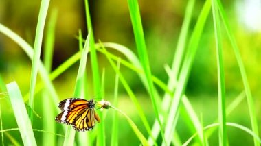  HD 1080p 250 fps ağır çekim Tayland güzel kelebeği çayır çiçekleri doğa