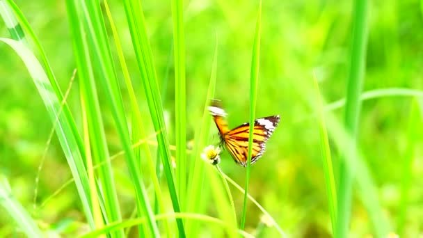 1080P 250Fps Slow Motion Thailändska Vackra Fjäril Äng Blommor Natur — Stockvideo