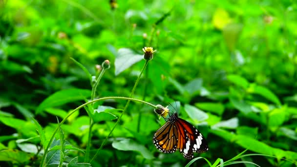 1080P 250Fps Slow Motion Thai Smukke Sommerfugl Eng Blomster Natur – Stock-video