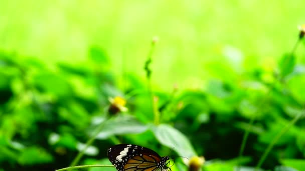 1080P 250Fps Slow Motion Thai Smukke Sommerfugl Eng Blomster Natur – Stock-video