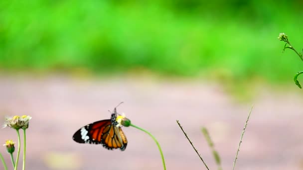 1080P 250Fps Powolny Ruch Tajski Piękny Motyl Łące Kwiaty Natura — Wideo stockowe