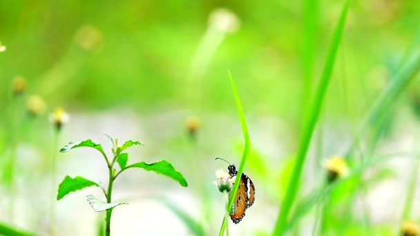 1080P 250Fps慢动作泰国美丽的蝴蝶在草地上的花朵自然室外 — 图库视频影像