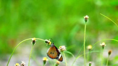  HD 1080p 250 fps ağır çekim Tayland güzel kelebeği çayır çiçekleri doğa