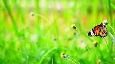  HD 1080p 250 fps ağır çekim Tayland güzel kelebeği çayır çiçekleri doğa