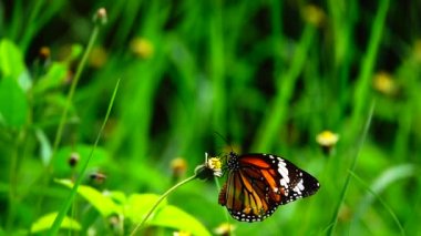  HD 1080p 250 fps ağır çekim Tayland güzel kelebeği çayır çiçekleri doğa