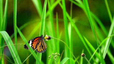 HD 1080p 250 fps ağır çekim Tayland güzel kelebeği çayır çiçekleri doğa