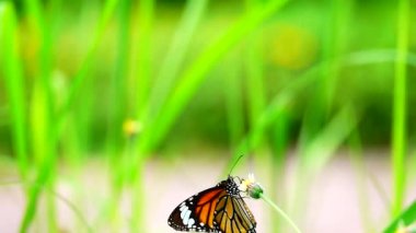 HD 1080p 250 fps ağır çekim Tayland güzel kelebeği çayır çiçekleri doğa