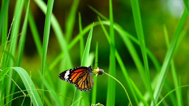 1080P 250Fps Slow Motion Thai Beautiful Butterfly Meadow Flowers Nature — Stock Video