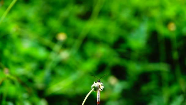 1080P 250Fps Slow Motion Thai Beautiful Butterfly Meadow Flowers Nature — Stock Video