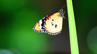 4K Tayland kelebeği bahçe bahçesinde yaz çiçeği ve kelebek çiçeği kelebeği