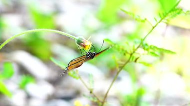 4K Tayland kelebeği bahçe bahçesinde yaz çiçeği ve kelebek çiçeği kelebeği