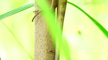 4K Thai Chameleon stay alone and hanging down on the tree with blur background