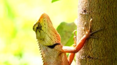 4K Thai Chameleon stay alone and hanging down on the tree with blur background