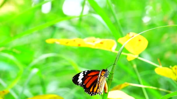 Farfalla Tailandese Giardino Giardino Fiore Estivo Farfalla Fiore Farfalla Fiore — Video Stock