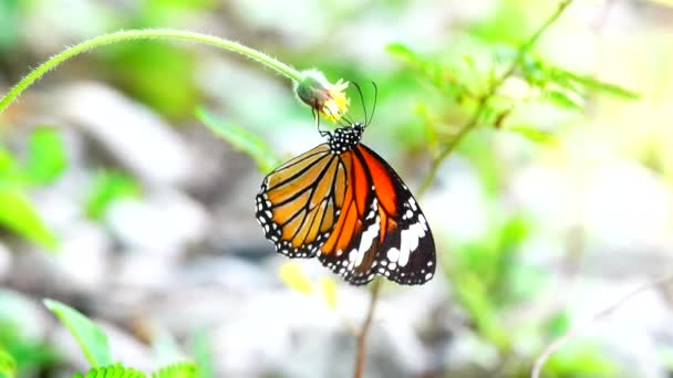 Thai Πεταλούδα Στον Κήπο Καλοκαίρι Λουλούδι Και Πεταλούδα Λουλούδι Πεταλούδα — Αρχείο Βίντεο