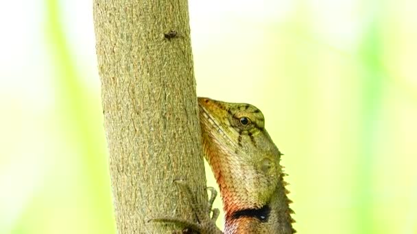 Thai Chameleon Stay Alone Hanging Tree Blur Background — Stok video