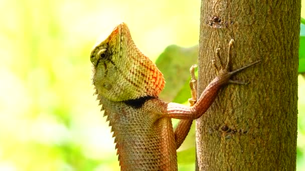 Thai Chameleon Stay Alone Hanging Tree Blur Background — Stok video