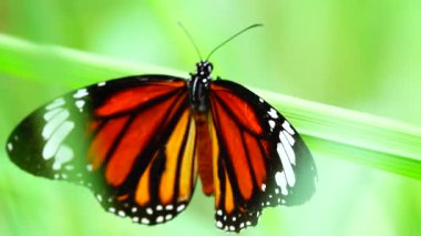 4K Tayland kelebeği bahçe bahçesinde yaz çiçeği ve kelebek çiçeği kelebeği