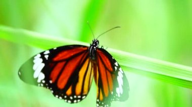 4K Tayland kelebeği bahçe bahçesinde yaz çiçeği ve kelebek çiçeği kelebeği