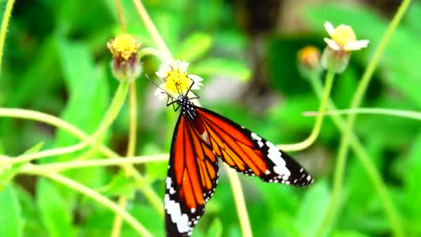 Farfalla Tailandese Giardino Giardino Fiore Estivo Farfalla Fiore Farfalla Fiore — Video Stock