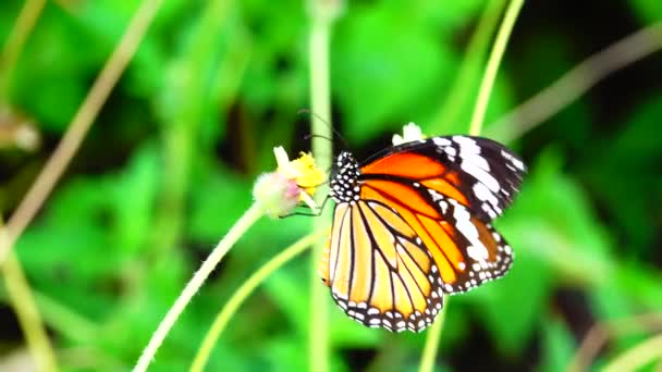 Mariposa Tailandesa Jardín Jardín Flor Verano Mariposa Flor Mariposa Flor — Vídeo de stock