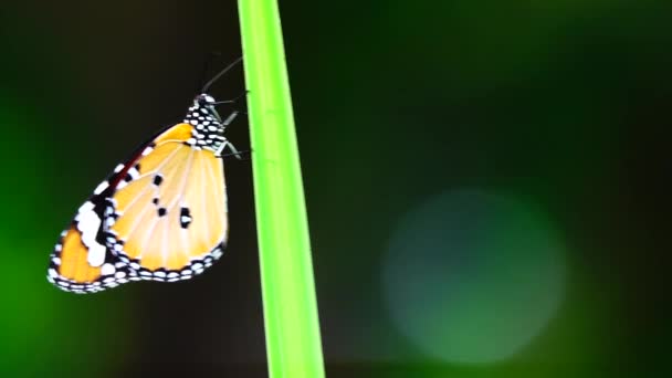 Papillon Thaïlandais Dans Jardin Jardin Fleur Été Papillon Fleur Papillon — Video