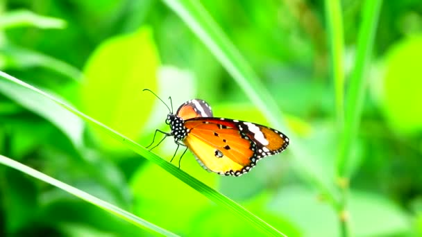 Tajski Motyl Ogrodzie Ogród Lato Kwiat Motyl Kwiat Motyl Motyl — Wideo stockowe