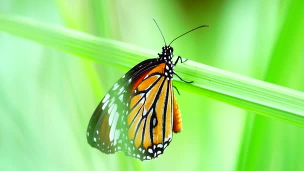 Tajski Motyl Ogrodzie Ogród Lato Kwiat Motyl Kwiat Motyl Motyl — Wideo stockowe