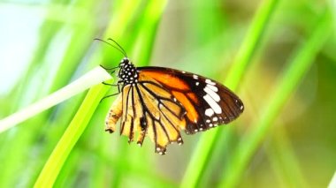 4K Tayland kelebeği bahçe bahçesinde yaz çiçeği ve kelebek çiçeği kelebeği