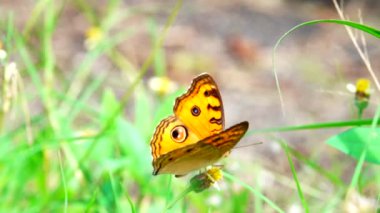 4K Tayland kelebeği bahçe bahçesinde yaz çiçeği ve kelebek çiçeği kelebeği