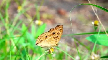 4K Tayland kelebeği bahçe bahçesinde yaz çiçeği ve kelebek çiçeği kelebeği