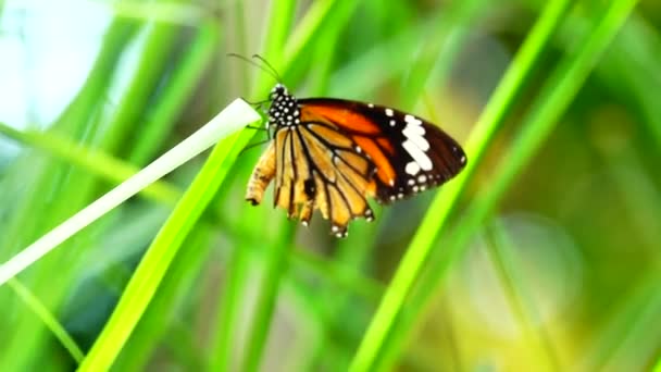 Thai Πεταλούδα Στον Κήπο Καλοκαίρι Λουλούδι Και Πεταλούδα Λουλούδι Πεταλούδα — Αρχείο Βίντεο