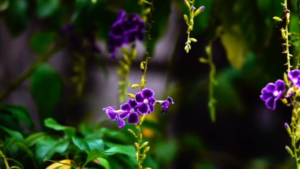 1080P 250Fps慢动作泰国美丽的蝴蝶在草地上的花朵自然室外 — 图库视频影像