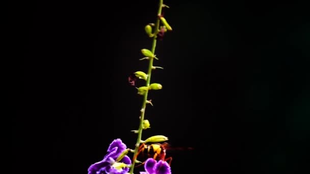 1080P 250Fps Slow Motion Hornet Details Closeup View Flowers Rosebud — Stock Video