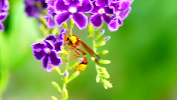 Hornet Details Closeup View Flowers Rosebud — Stock Video