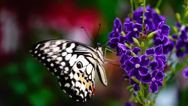 1080P 250Fps Slow Motion Thai Smukke Sommerfugl Eng Blomster Natur – Stock-video