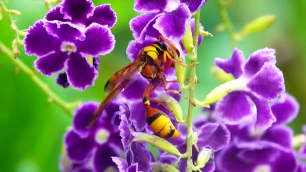 Hornet Details Closeup View Flowers Rosebud — Stock Video