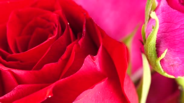 4K美しいピンクの赤い牡丹の花花束の背景 牡丹やバラの花を開花させてクローズアップを回転させます 結婚式の背景には バレンタインデーのコンセプト 誕生日の花束だ 花のクローズアップ — ストック動画