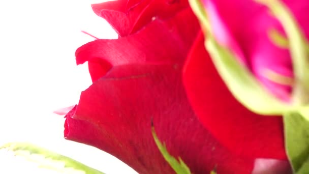 Bella Rosa Rosso Peonia Fiori Bouquet Sfondo Peonia Fiorita Fiori — Video Stock
